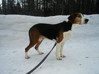 Sv o Fi XX Bottenfjärdens Marja starten i kennel Norrsolens
